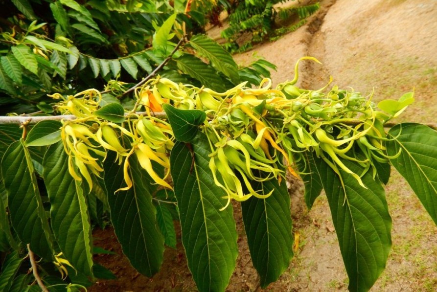 3-Agriculture Comores Ylang