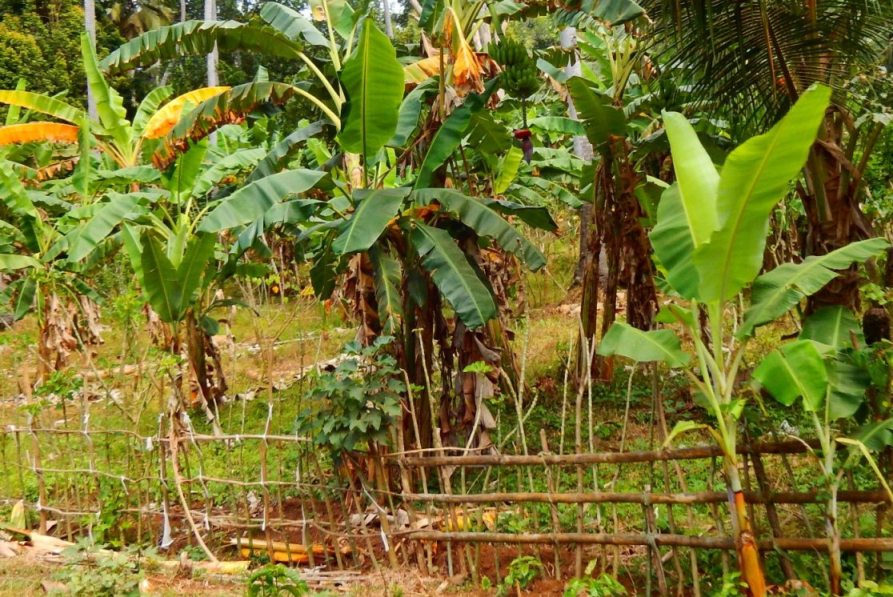 9-Agriculture Comores Banane